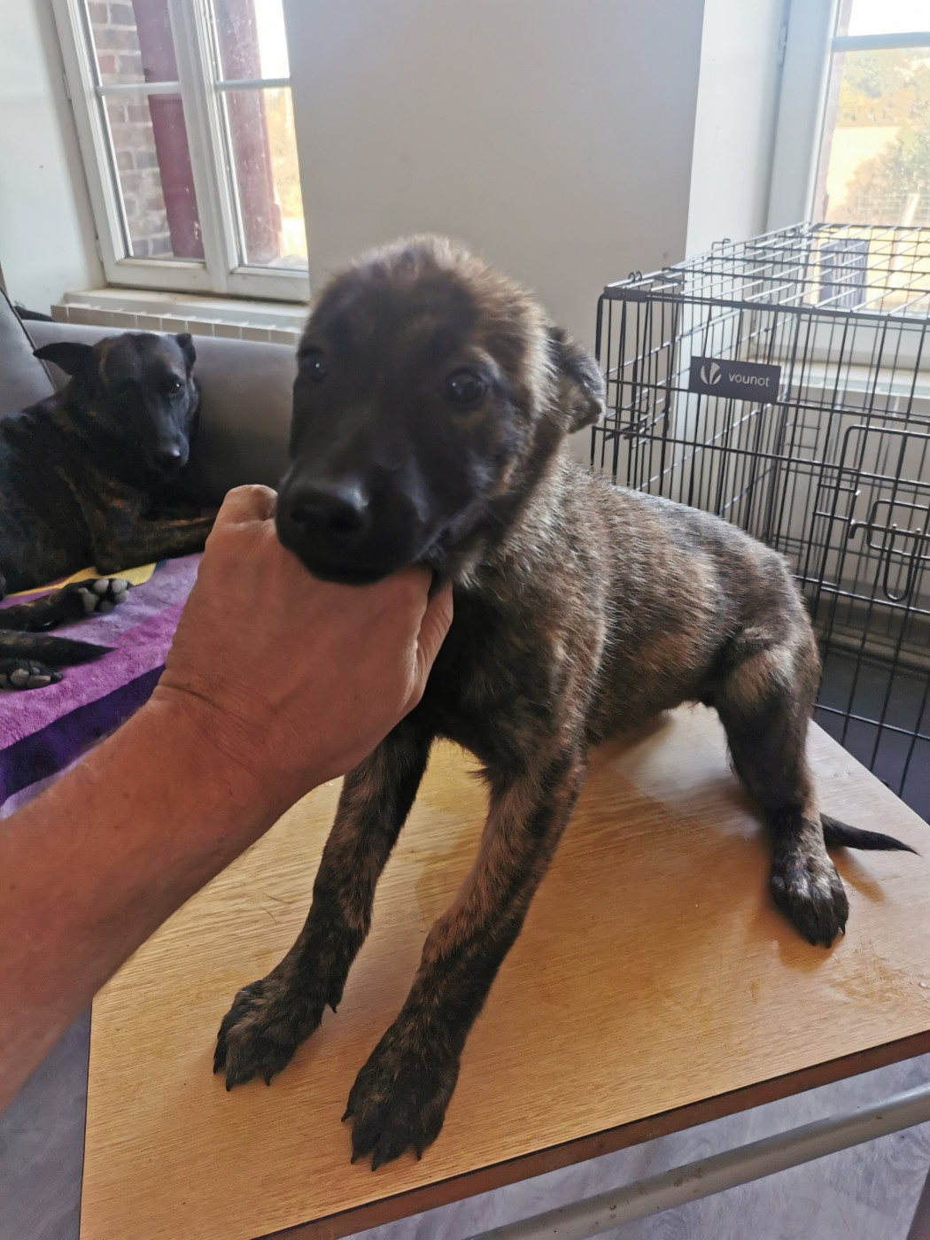 De La Louve De Sûmava - Chiots disponibles - Berger hollandais