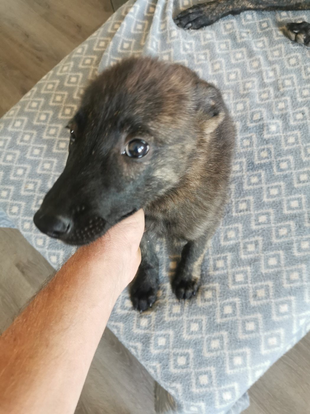 De La Louve De Sûmava - Chiots disponibles - Berger hollandais